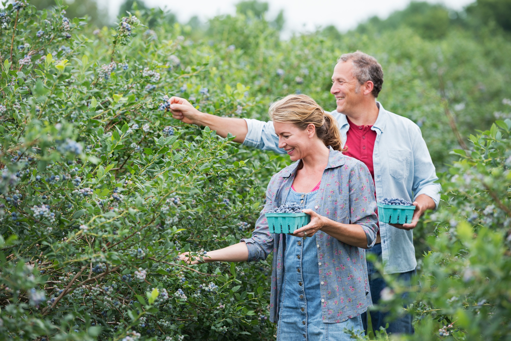 An organic fruit farm. A mature couple picking the berry fruits from the bushes.